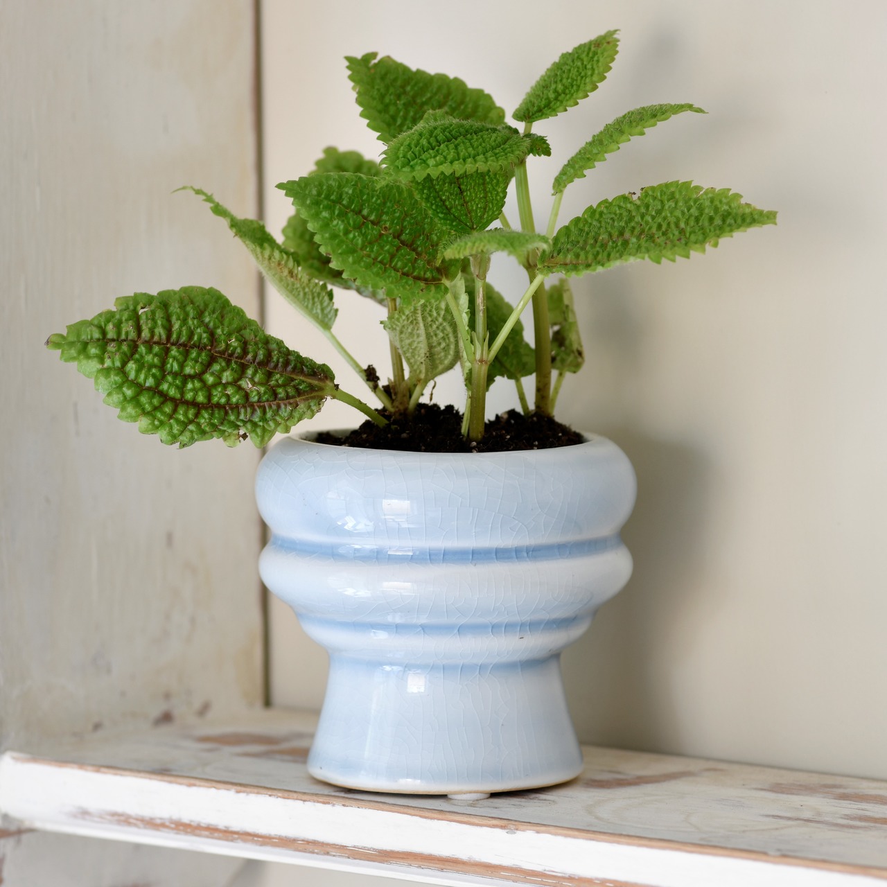 Burgon & Ball Sukkulenten-Topf Florenz | helles Blau