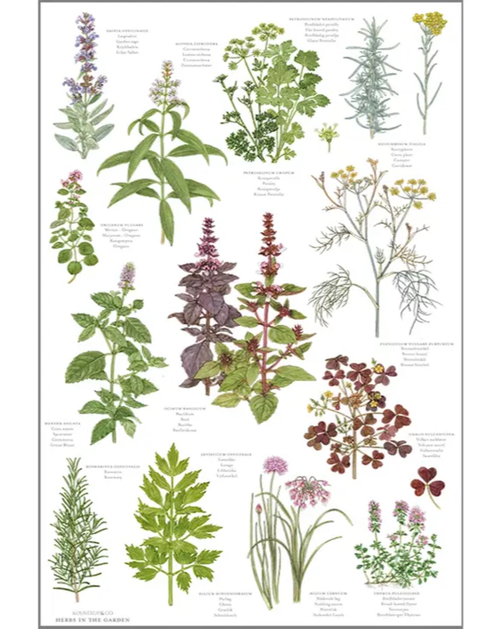 Geschirrtuch 100% Bio-Baumwolle | Design Kräuter