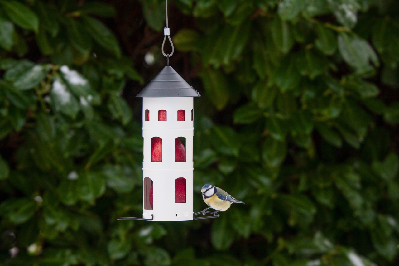 Variable Futterstation | mit roten Äpfeln gefüllt